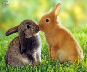 yapboz İki güzel tavşan yüz
